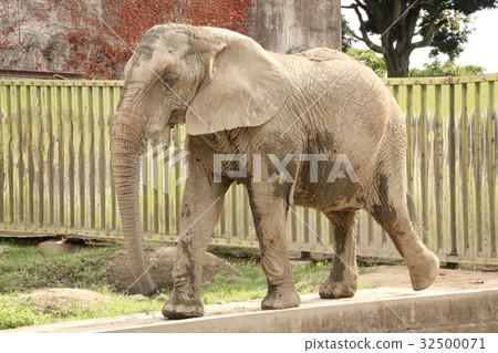 African elephant · 4 32500071