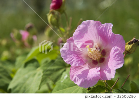 Fuyo flowers 32500280