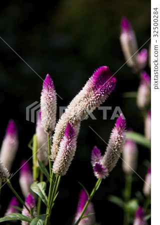 Nogeitou flower 32500284
