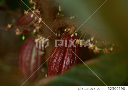 Cacao pods growing on tree 32500398