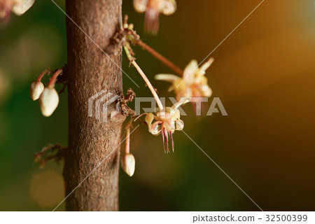 close up of cacao flowers 32500399