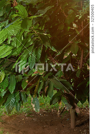 Leafs of cacao tree 32500405