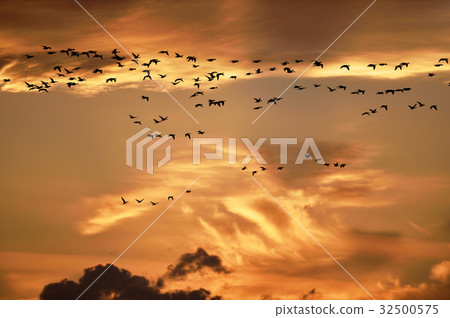 Sunset Sky and flock of magan (Hokkaido / Miyajima swamp) 32500575