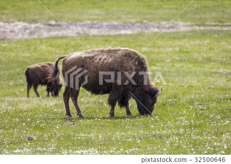 bison in grasslands of Yellowstone National Park 32500646