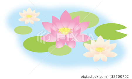 Lotus flower  32500702