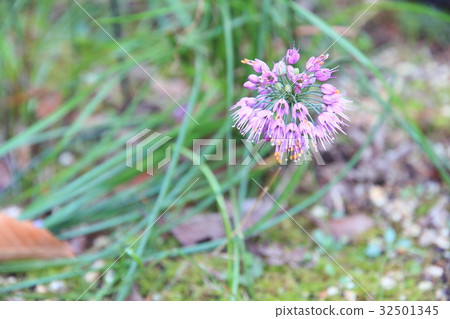 Yama Rakkyo之花 32501345