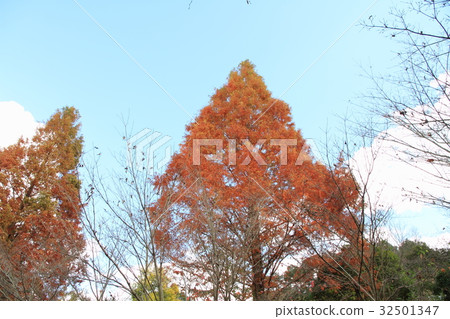 水杉秋葉 32501347