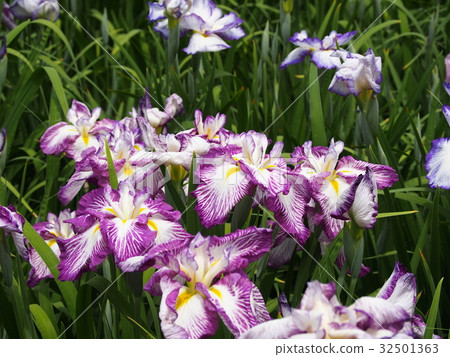 Shikiya Hanasoen花園 32501363