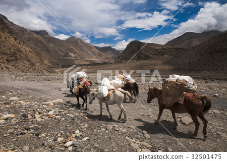 Horse walking on the road in Nepal. 32501475