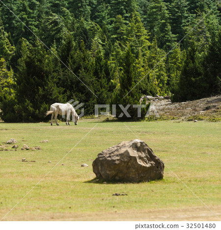 White horses graze at uphill pasture. 32501480
