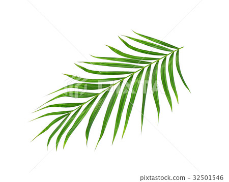 Green leaf of palm tree isolated on white 32501546