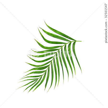 Green leaf of palm tree isolated on white  32501547