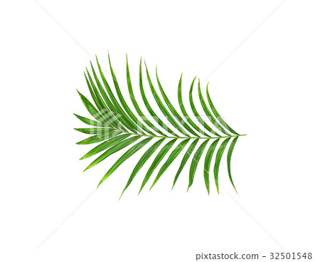 Green leaf of palm tree isolated on white  32501548