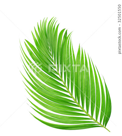 green leaf of palm tree isolated on white  32501550