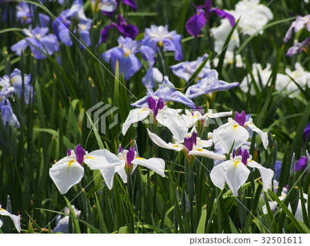 Shikiya Hanasoen花園 32501611