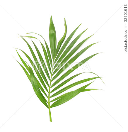 green leaf of palm tree isolated on white green leaf of palm tree isolated on white 32501618