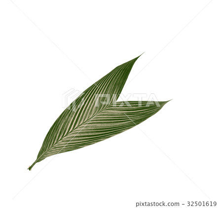 green leaf of palm tree isolated on white green leaf of palm tree isolated on white 32501619