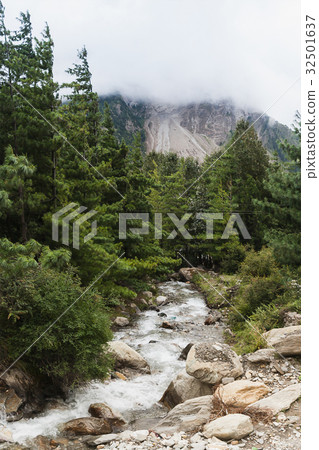 Alpine landscape with forest and stream. Alpine landscape with forest and stream. 32501637