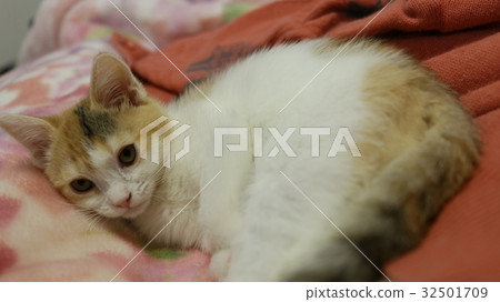 Sleepy kitten Sleepy kitten 32501709