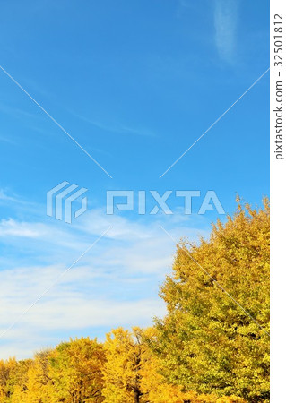 秋天天空藍天和銀杏樹aki 32501812