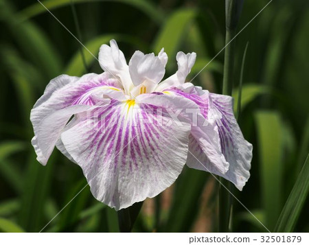 Shikiya Hanasoen花園 32501879