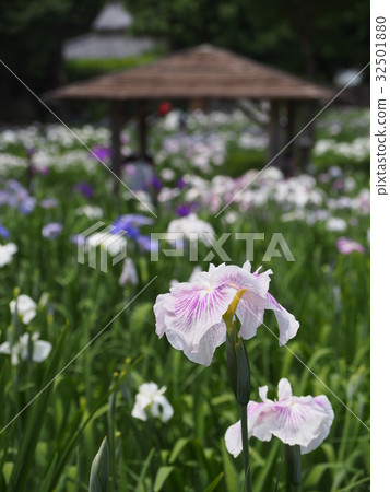Shikiya Hanasoen花園 32501880