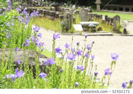 Mr. Jizo of Genso-ji and the bellflower 32502172