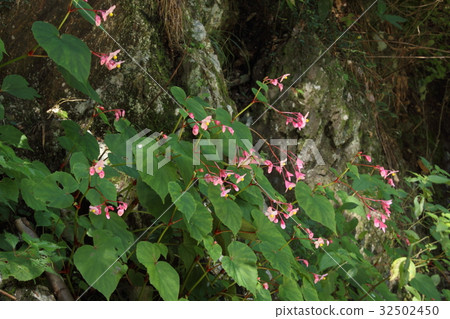 Autumn Haichong that blooms in the mountains 32502450