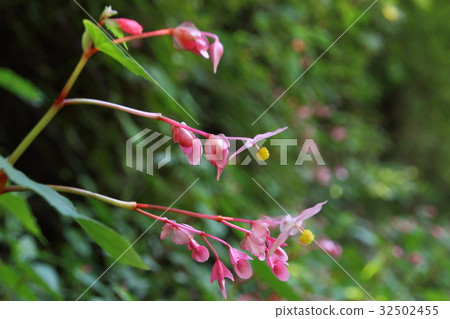 Autumn Haichong that blooms in the mountains 32502455