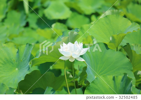蓮花 32502485
