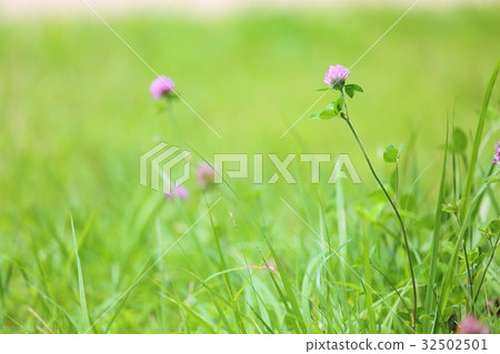 Momoiro Clover Flower Momoiro Clover Flower 32502501