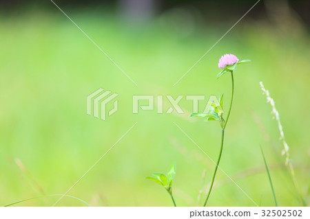 Momoiro三葉草花 32502502