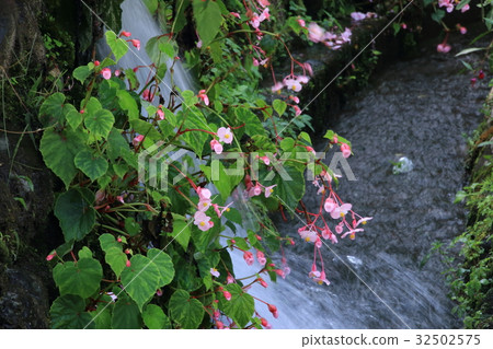 Autumn Haichong that blooms in the mountains Autumn Haichong that blooms in the mountains 32502575