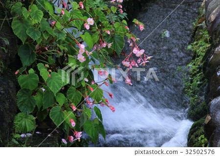 Autumn Haichong that blooms in the mountains Autumn Haichong that blooms in the mountains 32502576