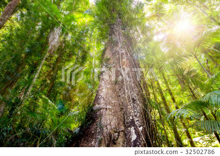 Dense forest canopy viewed from ground 32502786