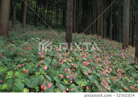 Autumn Haichong that blooms in the mountains 32502854