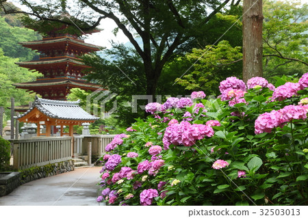Hydrangea's hydrangea and five-storied pagoda Hydrangea's hydrangea and five-storied pagoda 32503013