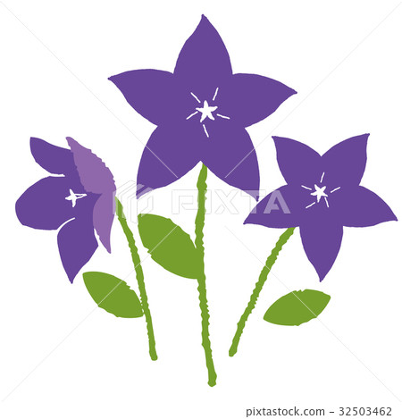 桔梗插圖 32503462