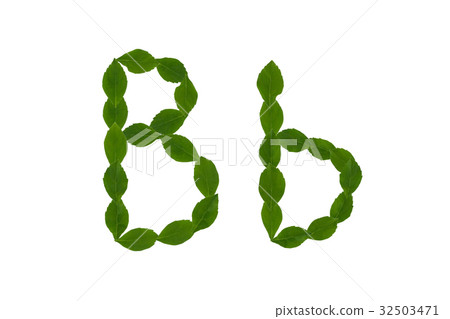 Letter B, alphabet made from green leaves 32503471