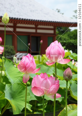 The lotus of Yakushiji The lotus of Yakushiji 32504011
