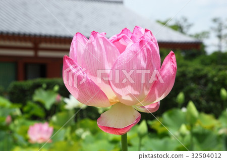The lotus of Yakushiji The lotus of Yakushiji 32504012