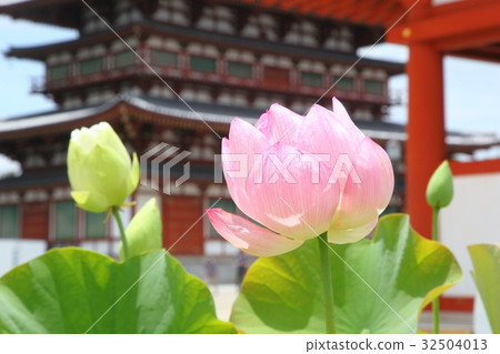 Yakushiji的蓮花 Yakushiji的蓮花 32504013