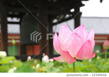 The lotus of Yakushiji 32504038