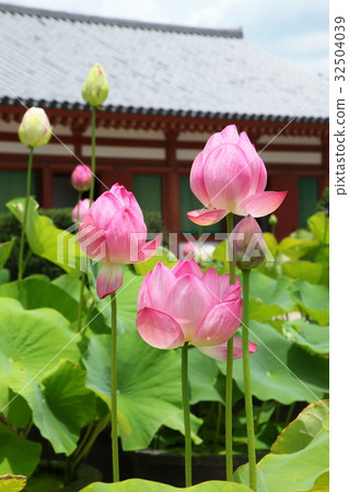 The lotus of Yakushiji 32504039