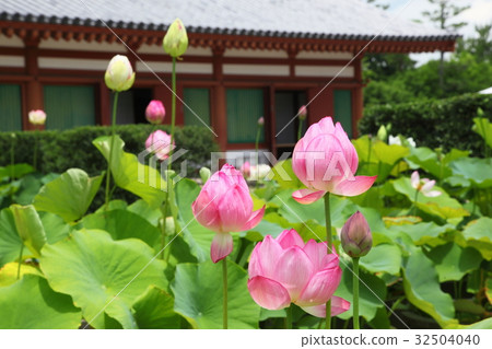 The lotus of Yakushiji 32504040