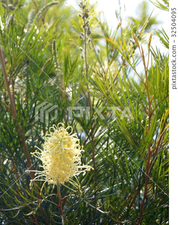 Krevillaa "Moonlight" 32504095