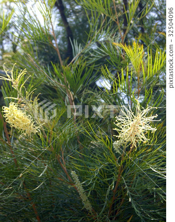 Krevillaa "Moonlight" 32504096