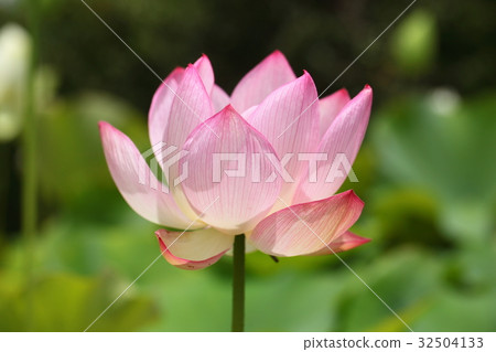 Yakushiji的蓮花 32504133