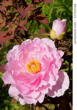 Pink button 32504166