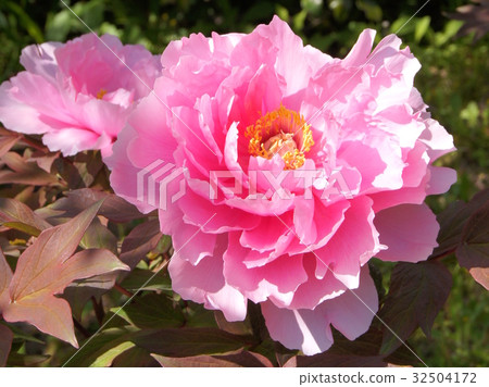 Pink button 32504172